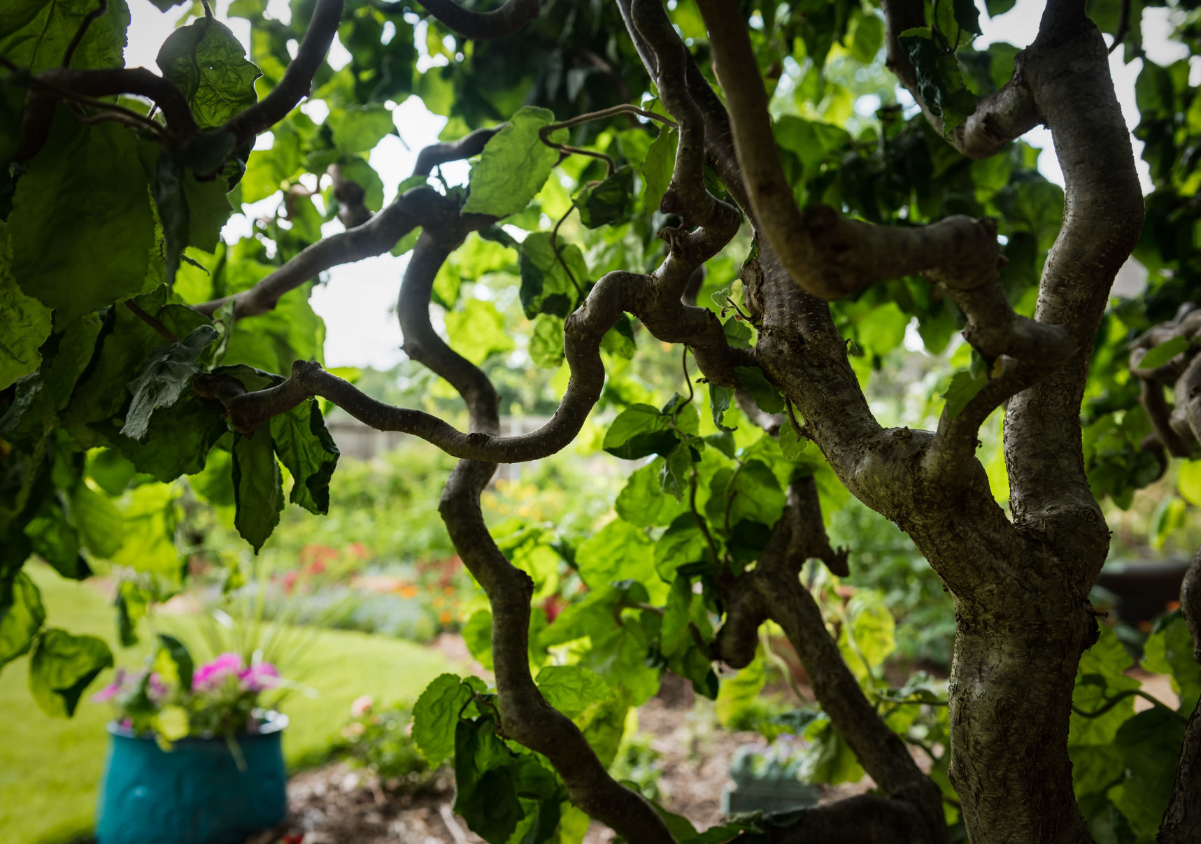 Lisa Swarthout's Garden